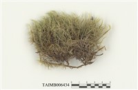 藏品(多蒴曲尾苔)的圖片